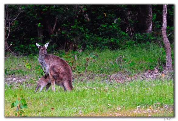 AU0760.Quinninup.Kangaroos