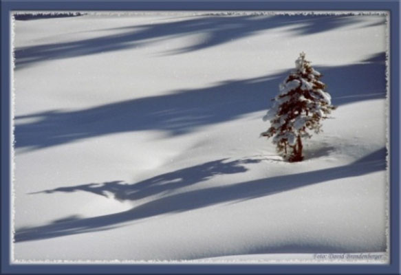 A0110 Tanne im Schnee,Klosters,CH