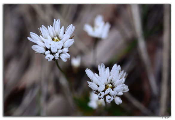 AU0643.Mt.Observation.Blume
