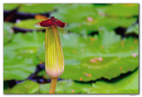 ID0017.Denpasar.Taman Puputan.Libelle