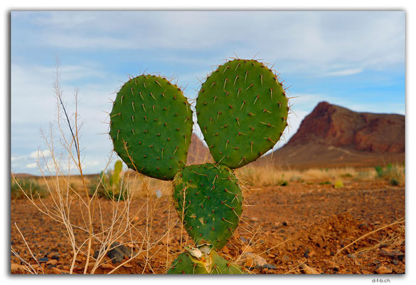 MA0283.Mickey Mouse cactus.Oleocactus.Gourrama