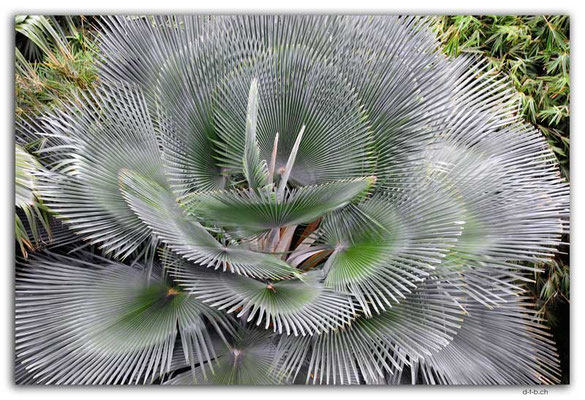 SIN0113.Gardens by the Bay
