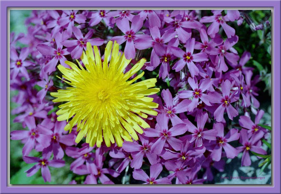 A0004 Blumenstrauss,Klosters,CH