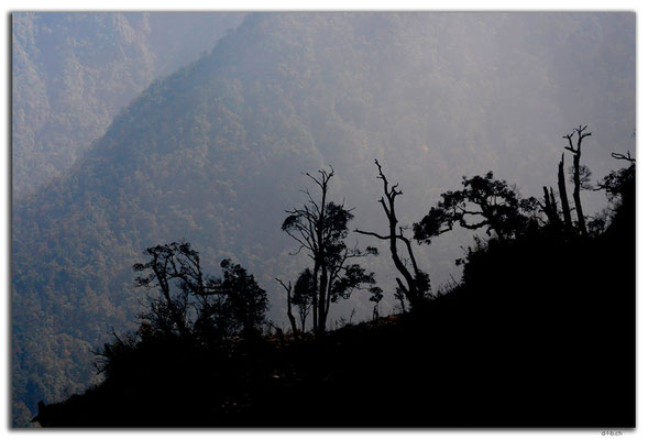 VN0081.Sapa.Fansipan.Wald