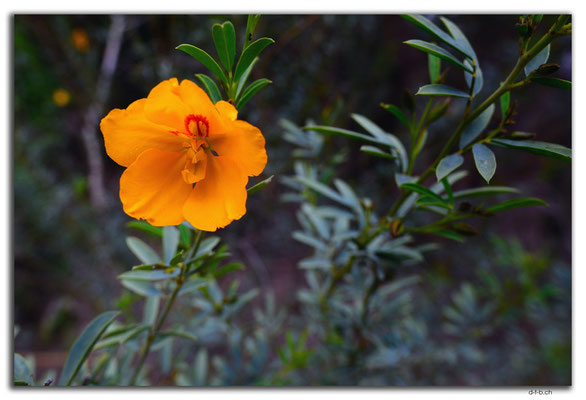AU0703.Perth.Kings Park.Slender Petalosylis