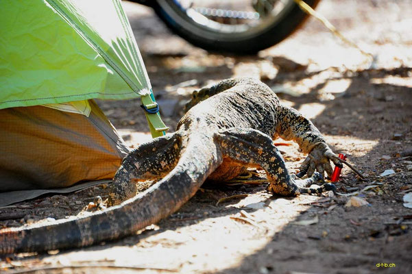 AU: A Guano walkes around the tent and Solatrike