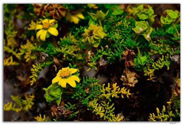 EQ0124.Floreana Island.Punta Cormorant.Galapagos Daisy