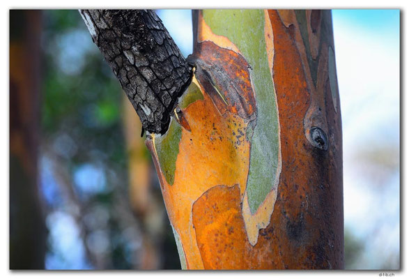 AU1300.Hobart.Gum Tree