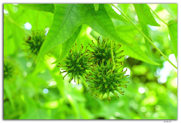 ES0228.Jardin Botanico de la Rioja.Liquidambar styraciflua