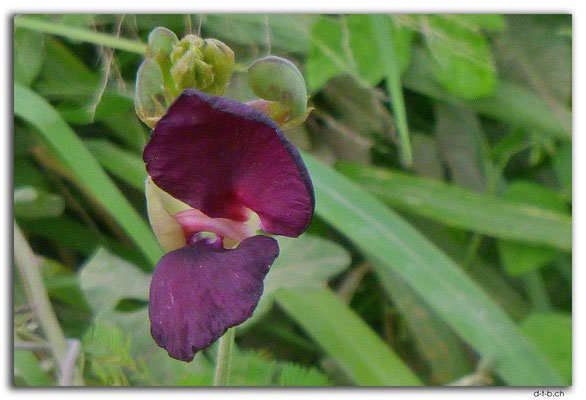 FJ0051.Vatia.Blume