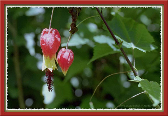 A0235.Blume.Fuente del Puma.UY