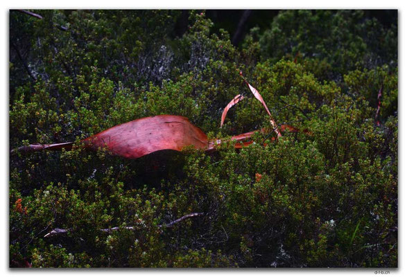 AU1369.Overland Track.Baumrinde