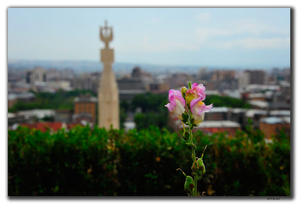 AM007.Yerevan.Orchidee