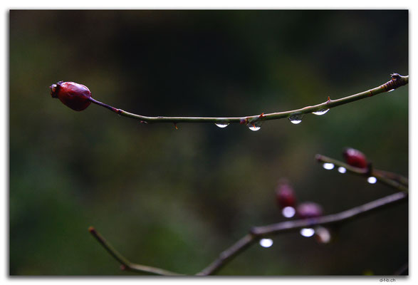 AU1105.Adelaide.Morialta Falls.Regentropfen