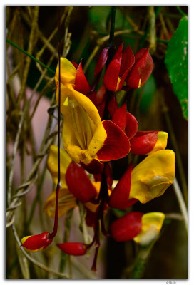 EQ0341.Mindo.Mariposario.Thunbergia mysorensis