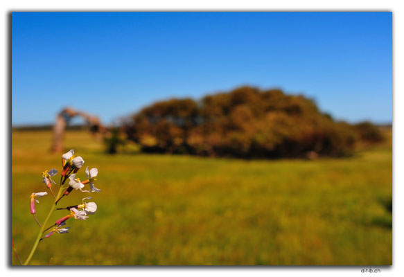AU0512.Greenough.Leaning Tree
