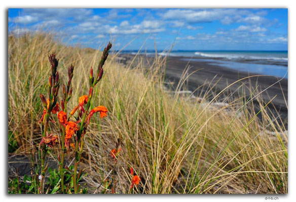 NZ0413.Waiinu Beach.Blume