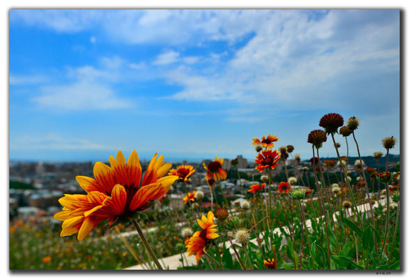 AM011.Yerevan.Blumen
