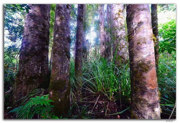 NZ0081.Kaurigruppe