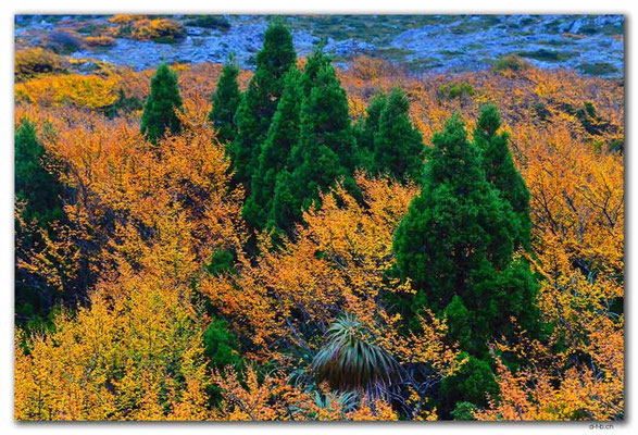 AU1340.Overland Track.Myrtle and Pandani