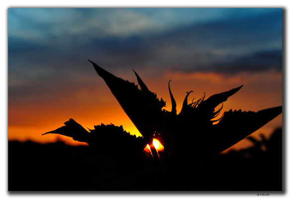 CN0165.Sonne und Sonnenblume
