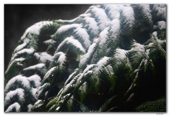 AU1386.Overland Track.Farn mit Schnee