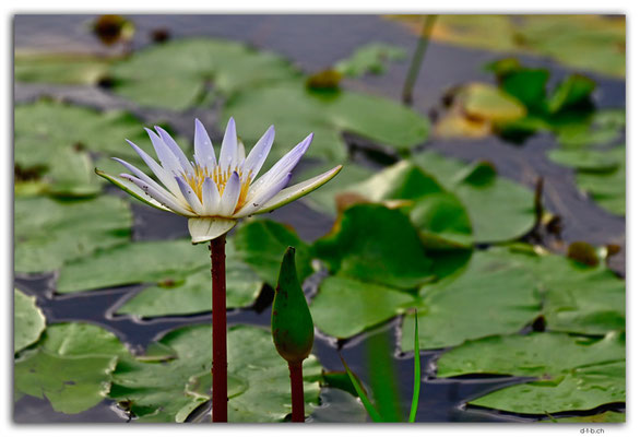 SB0016.Malaita.Lake.Waterlily