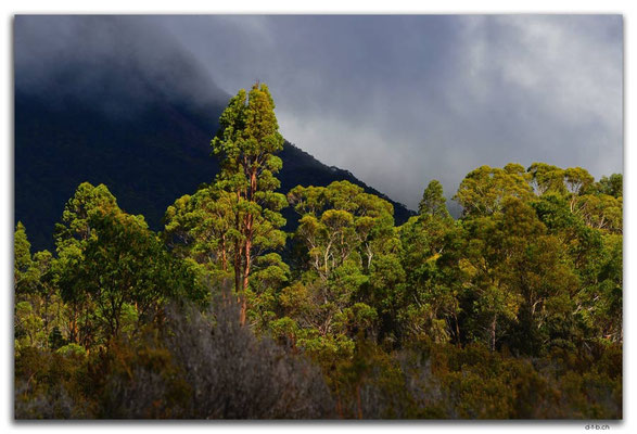 AU1379.Overland Track.Trees in the light