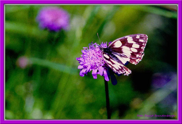A0279.Schmetterling auf Blume,Mezzaselva.CH