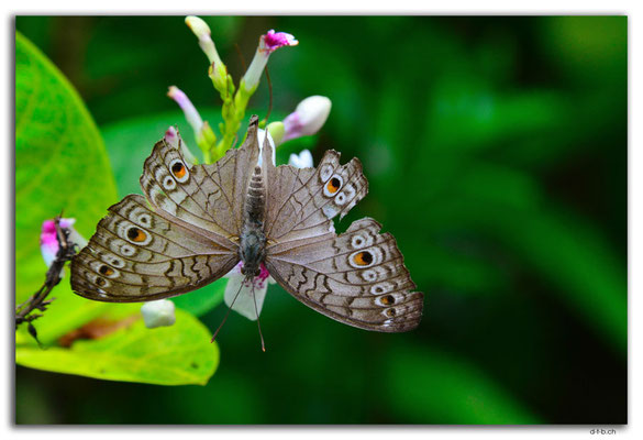 ID0137.Ubud.ARMA.Schmetterling