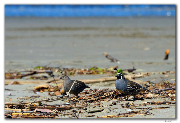 NZ0604.Milnthorpe Park.California Quail.m+f