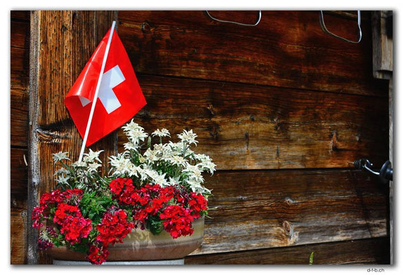 GW0405.Edelweiss und Geranium