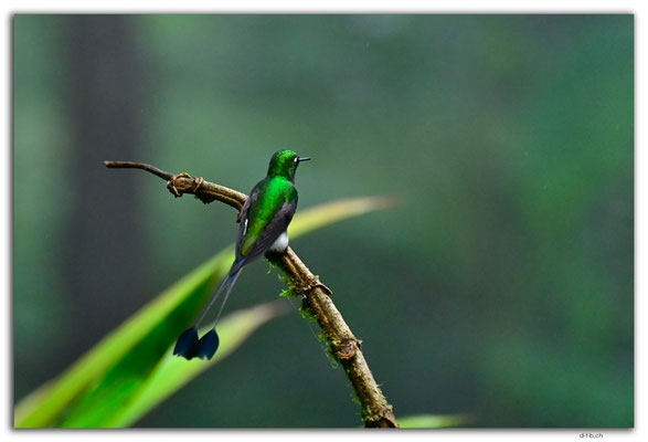 EQ0267.Mindo.Cotingas Bird reserve.Colibri