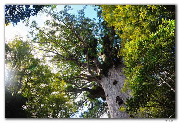 NZ0086.Tane Mahuta.Largest Kauri