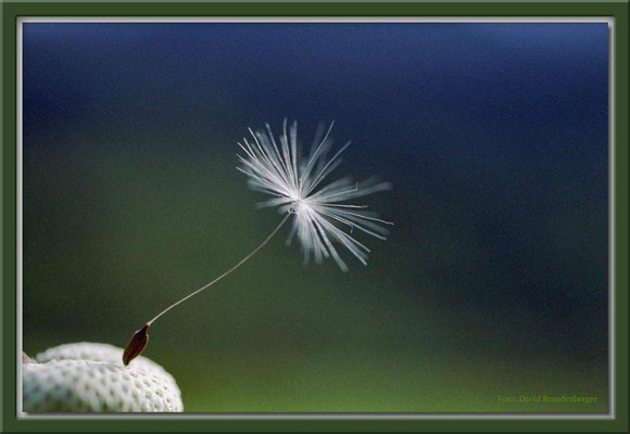 A0017 Pusteblumensamen,Klosters,CH