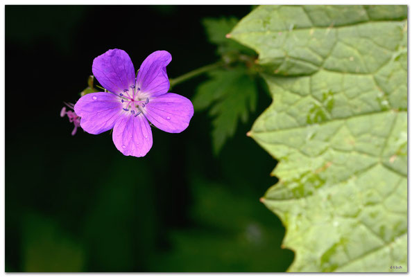 A0770Blume Sertigtal.Davos.CH