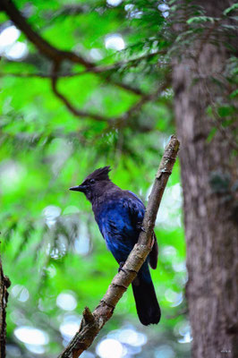 CA0266 Hicks Lake Steller'sJay