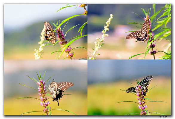 KR0137.Schmetterling