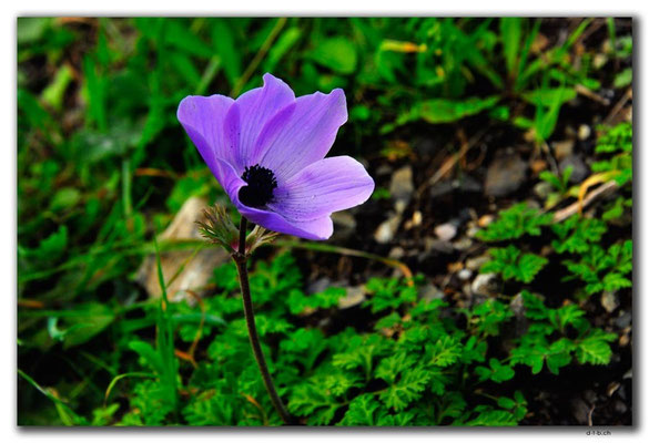 GR0495.Blume