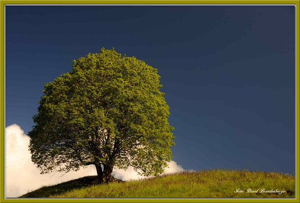 A0365.Baum.Seewis.CH