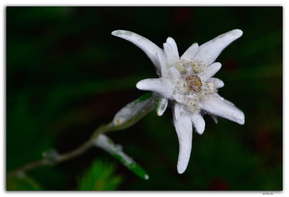 GW0555.Edelweiss