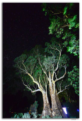 AU1068.Mt.Remarkable N.P.Sterne und Gumtree