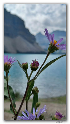 CA0625.Bow Lake