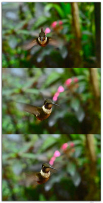 EQ0278.Mindo.Cotingas Bird reserve.Colibri
