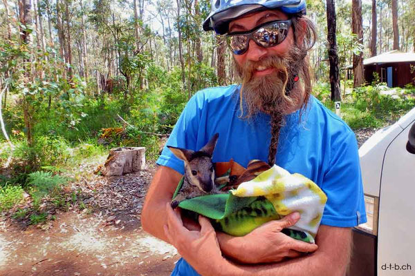 AU: Diamond Tree. David & Wallaby