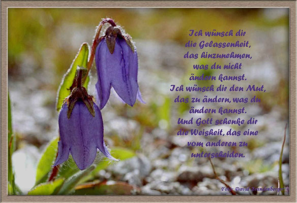 S0044 Bärtige Glockenblume.CH