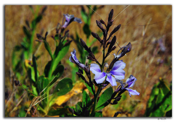 AU0353.Blume
