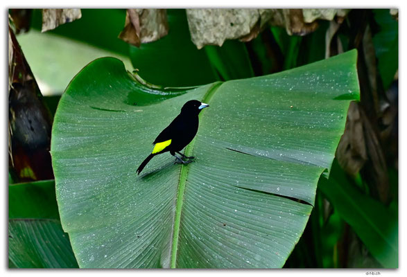 EQ0351.Los Bancos.Yellow-rumped Cacique