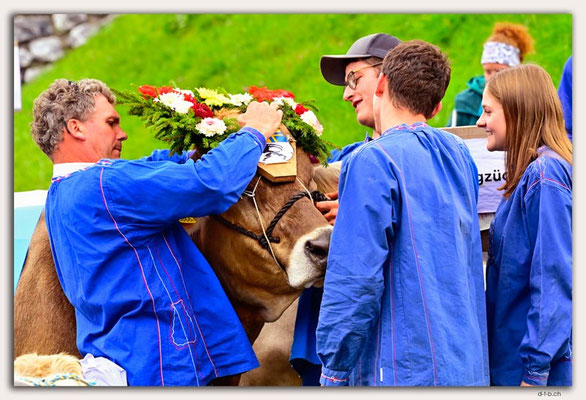 CH1168.Alpspektakel Seewis.Rindercontest
