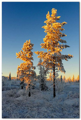 SE0094.Lapland Wilderness